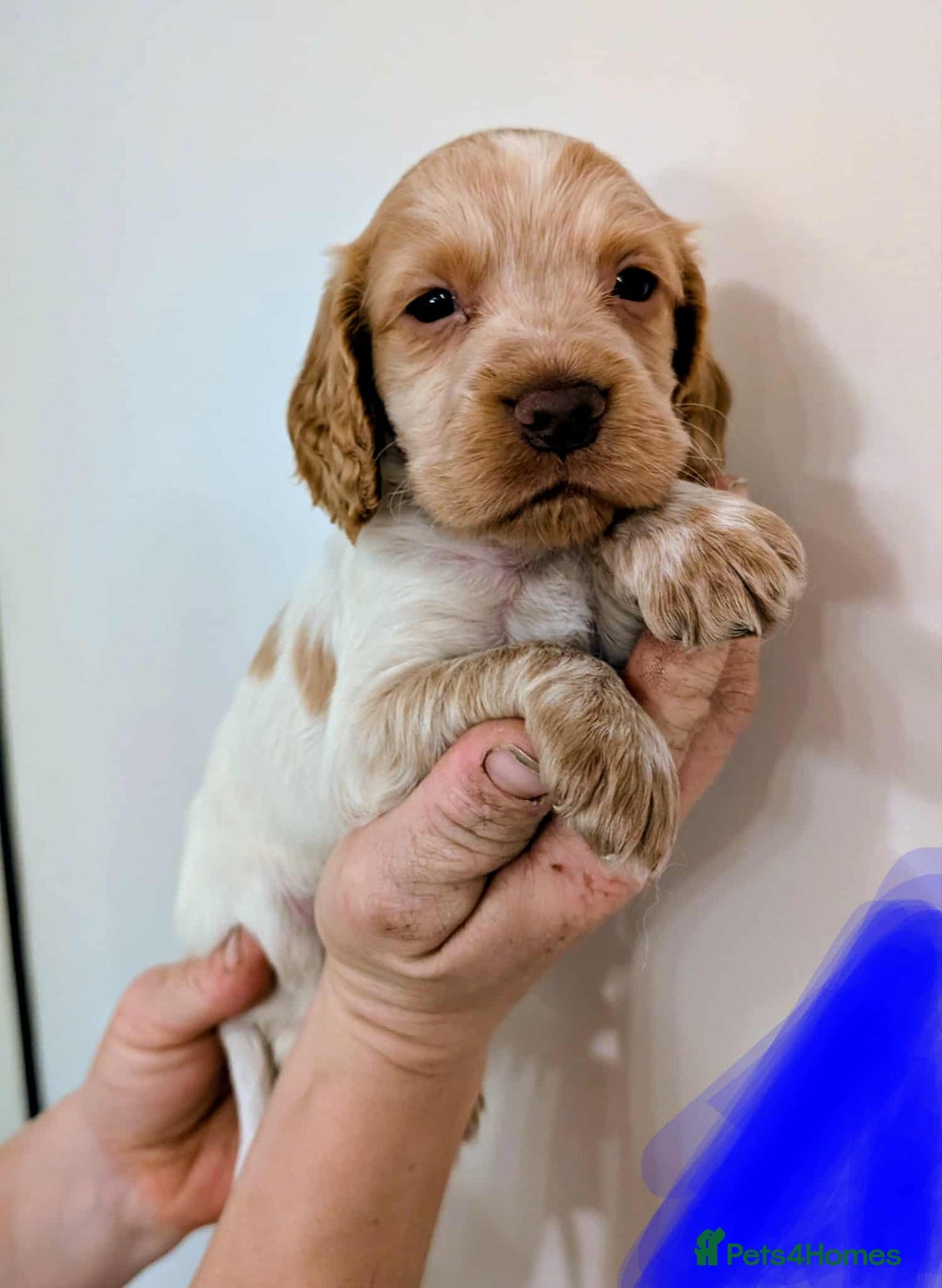 Cocker Spaniel dogs for sale: Beautiful Cocker Spaniel puppies - Image 5