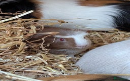 Guinea Pig rodents for sale: Gorgeous male piggies  - Image 6