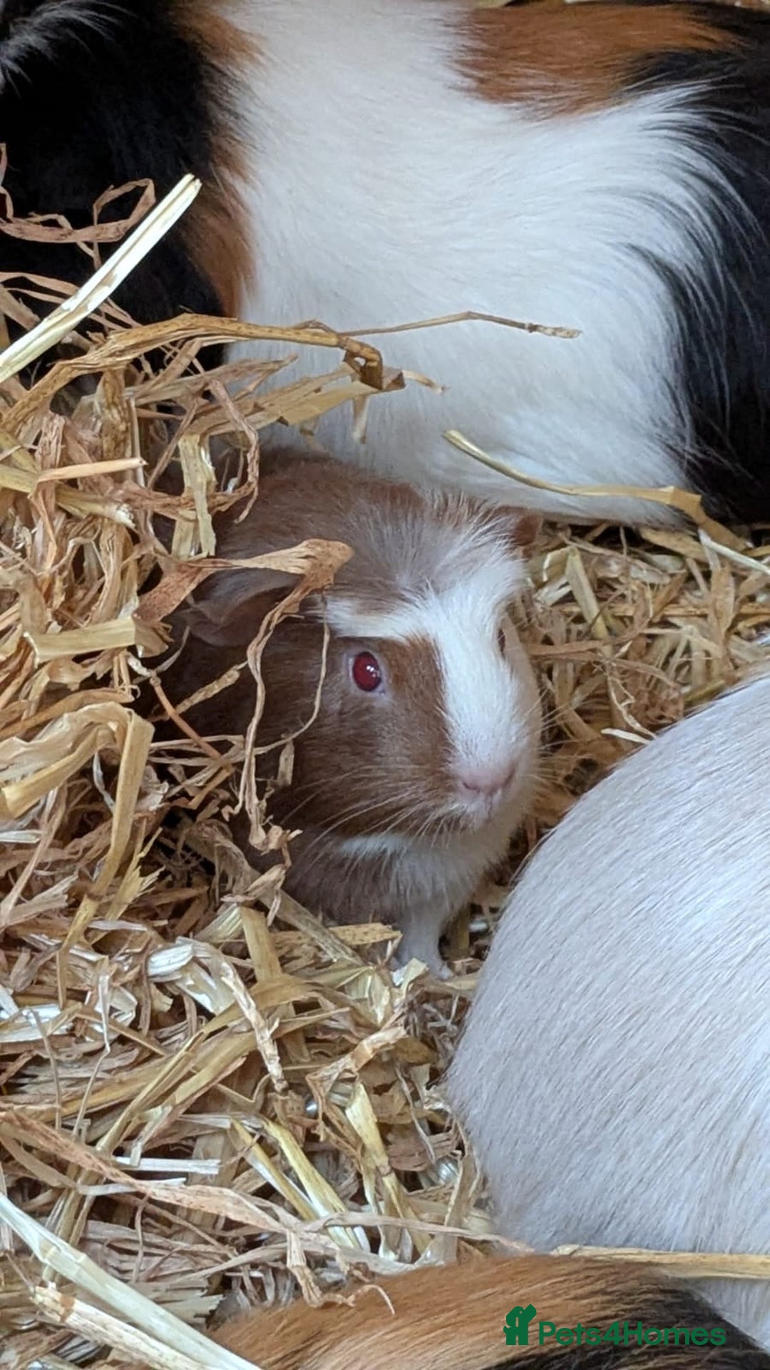 Guinea Pig rodents for sale: Gorgeous male piggies  - Image 6