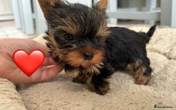 Yorkshire Terrier dogs for sale: Yorkshire Terrier Puppy 1 - 1 boy KCRegistered tiny Yorkshire Terrier puppies - Image 4