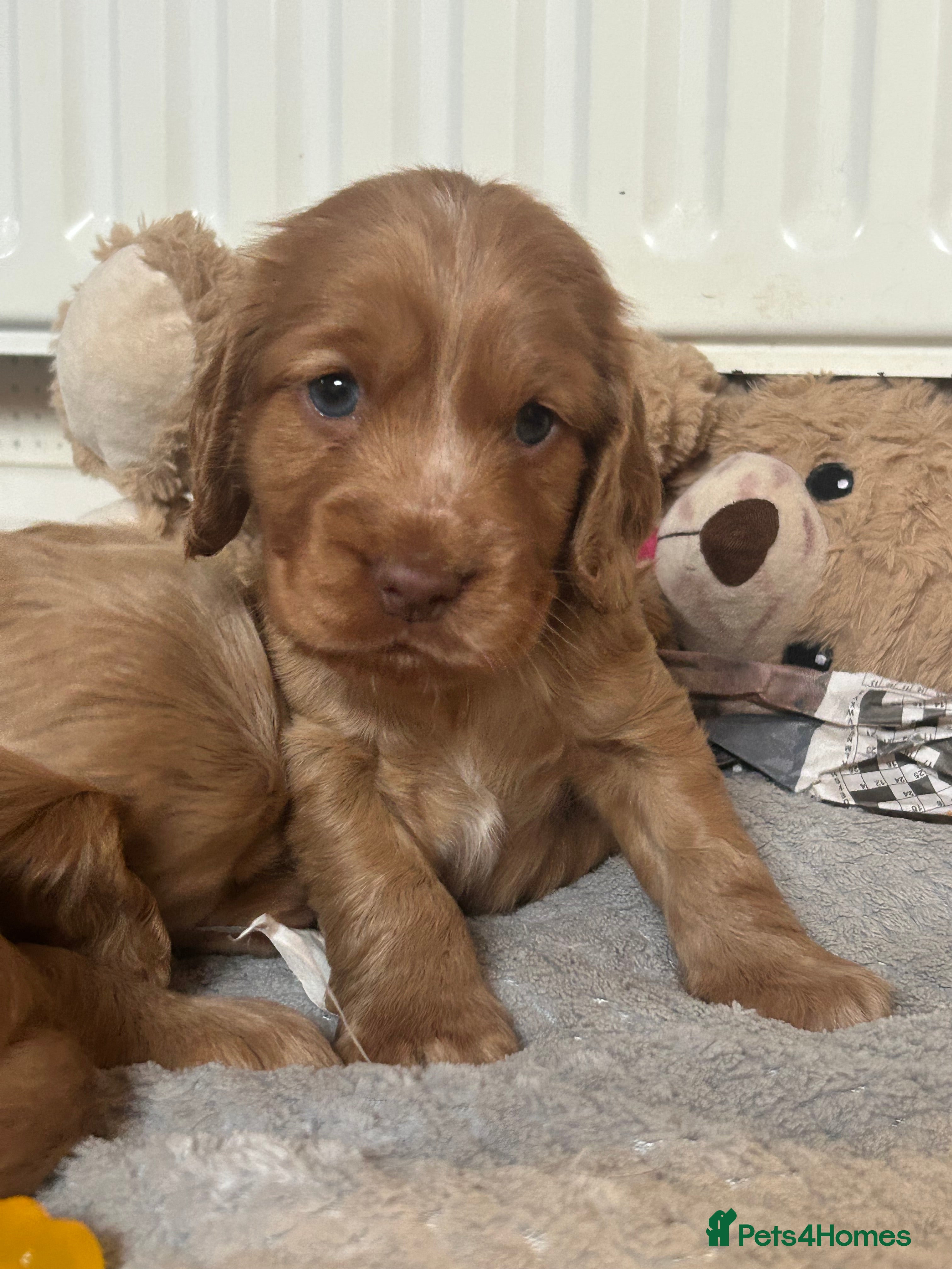 Sprocker dogs Sprocker Puppies For Sale  - Advert 8