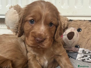 Sprocker dogs Sprocker Puppies For Sale - Advert 8