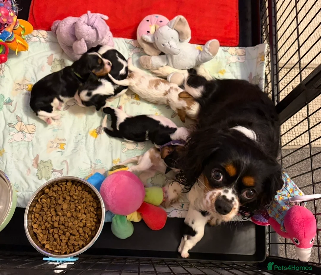 Cavalier King Charles Spaniel dogs for sale: Tri/ Blenheim Cavalier King Charles Puppies ready  - Advert 29