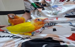 Conures birds for sale: Hand Heared Conures - Image 4