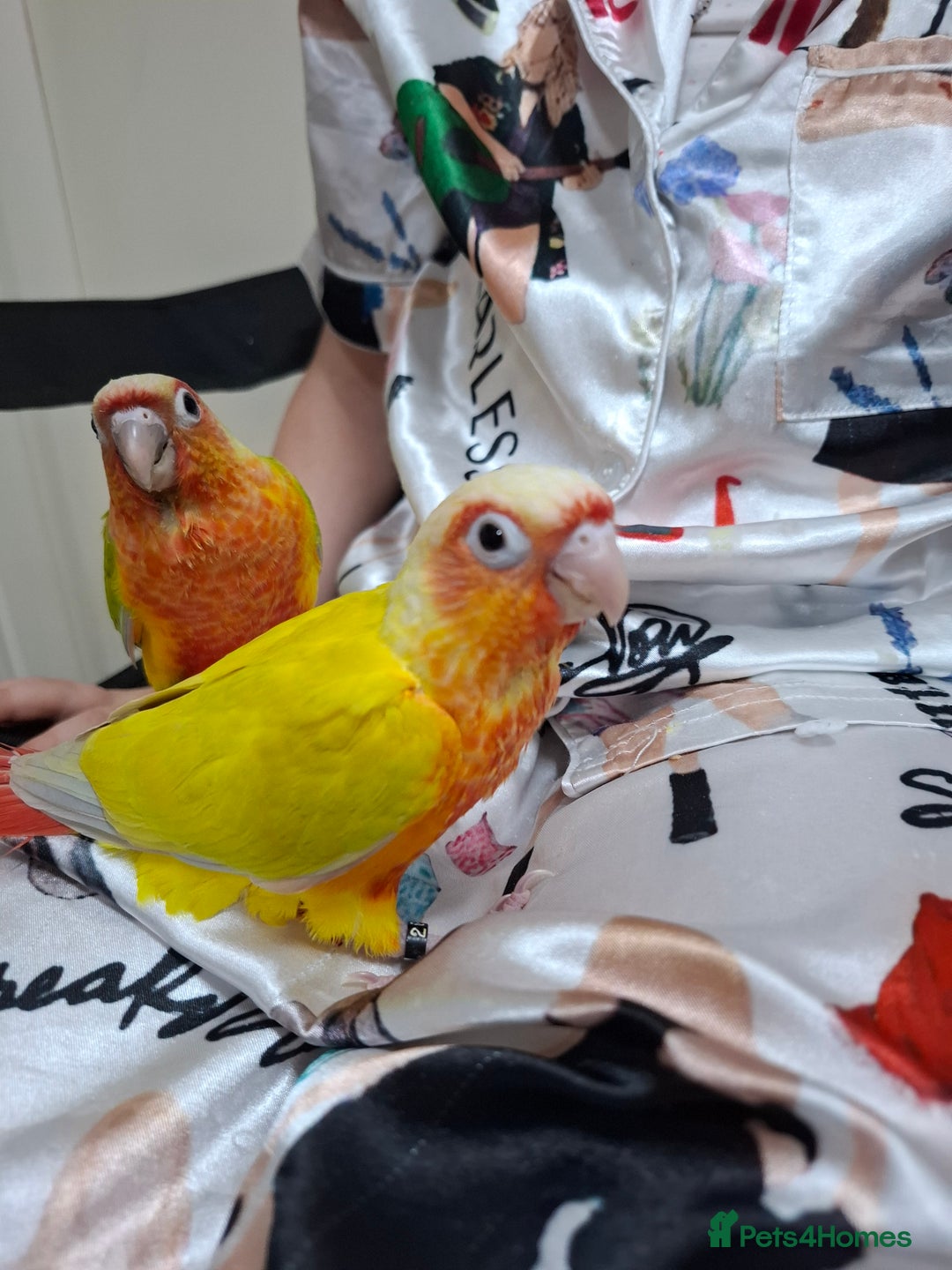 Conures birds for sale: Hand Heared Conures - Image 4