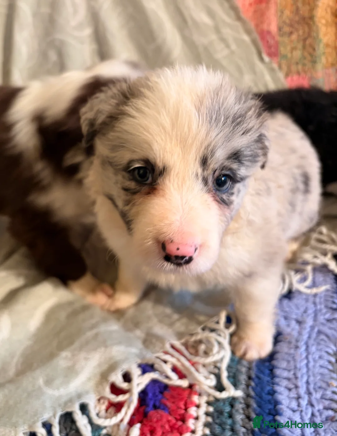 Border Collie dogs for sale: HEALTH TESTED CLEAR PARENTS BORDER COLLIE PUPS - Advert 2