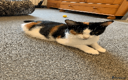 Mixed Breed cats for sale: gorgeous kittens male and female  - Image 4