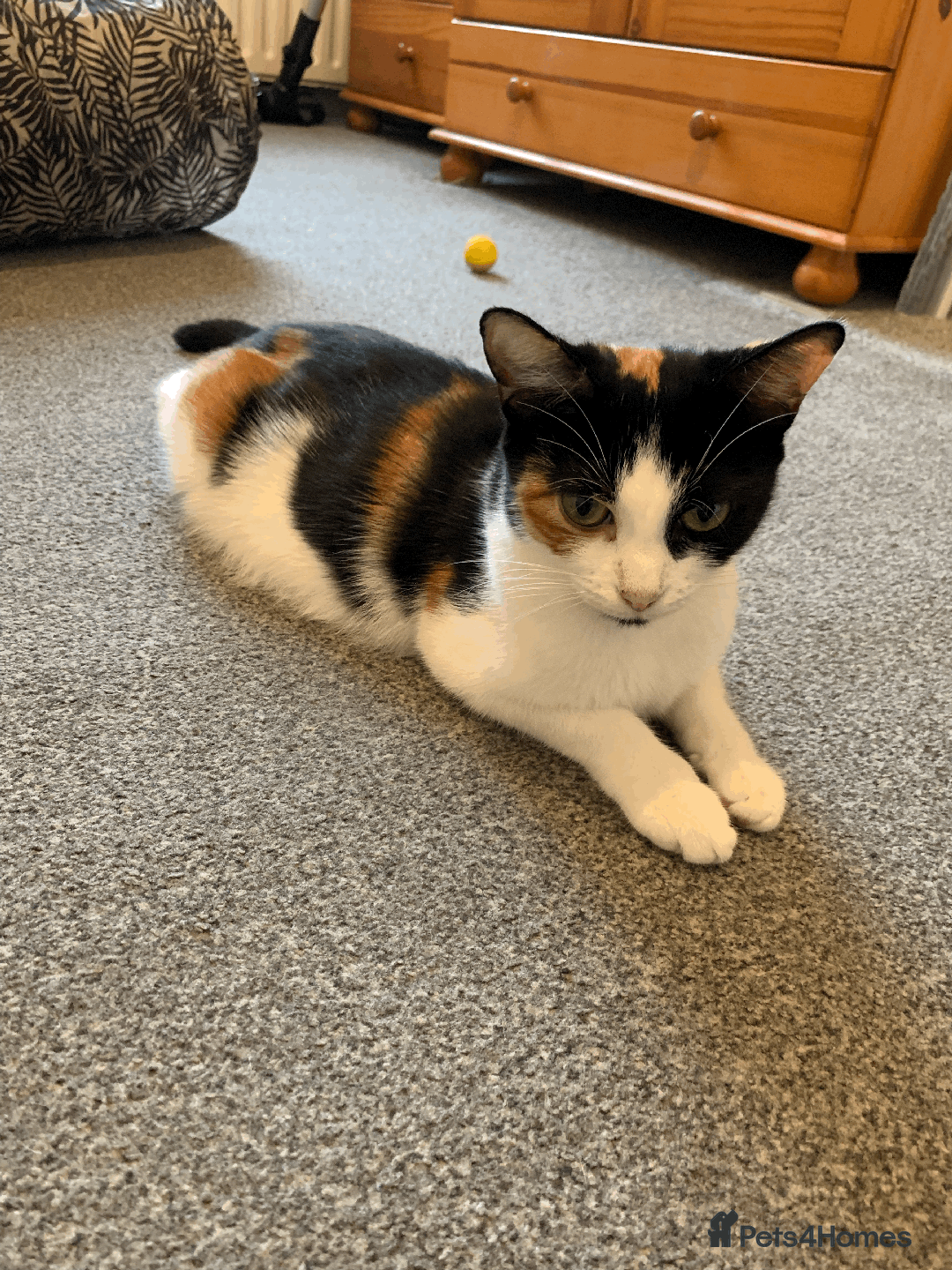 Mixed Breed cats for sale: gorgeous kittens male and female  - Image 4