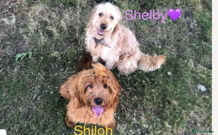 Mini Goldendoodle dogs - Advert 3