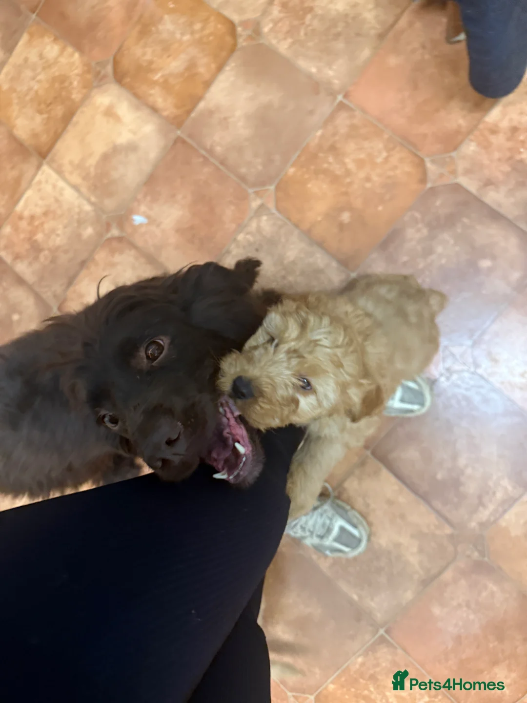 Cockapoo dogs for sale: Beautiful Health Tested Cockapoo Puppies - Advert 24