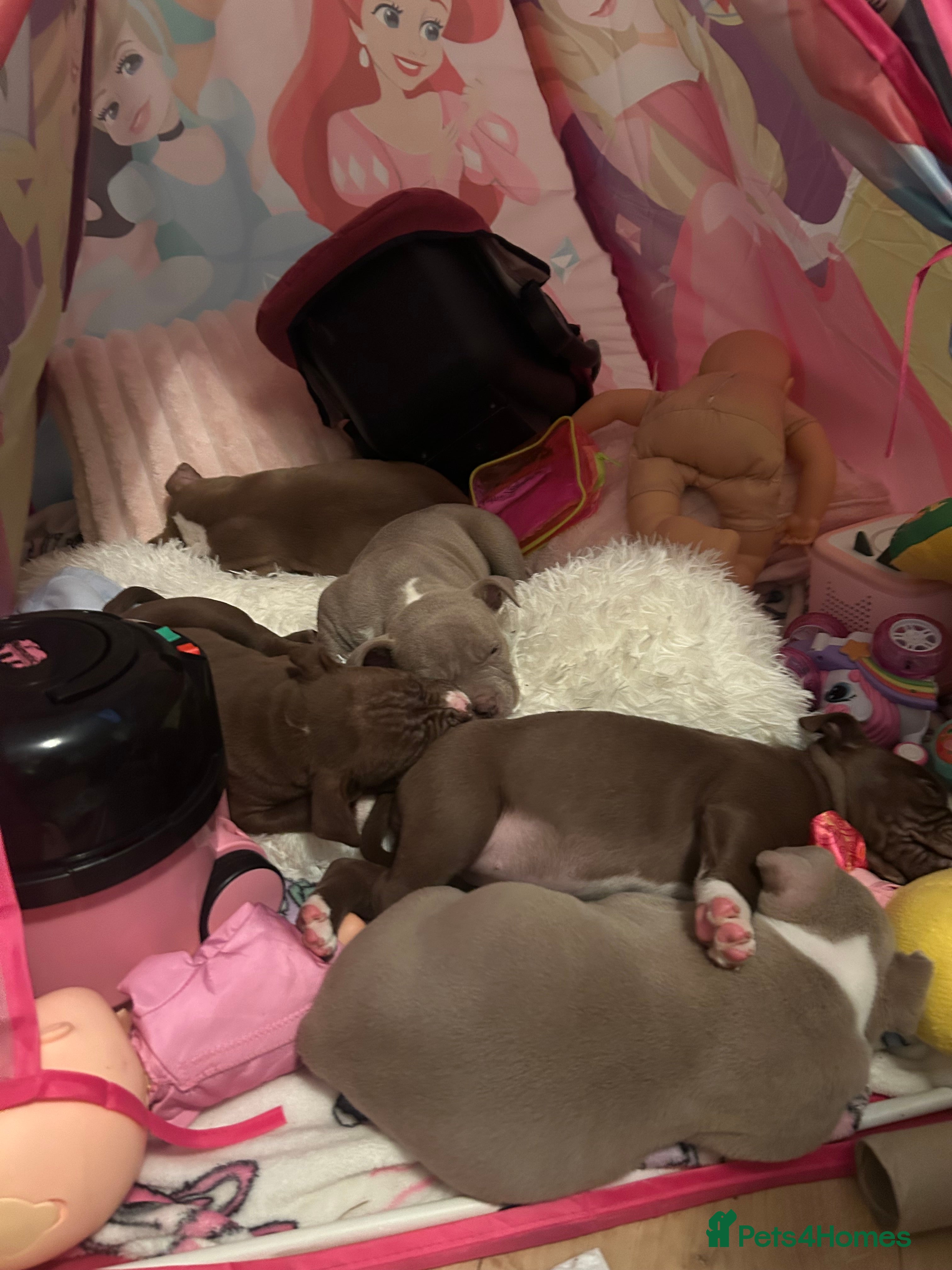 American Bully dogs American pocket bullys - Advert 18