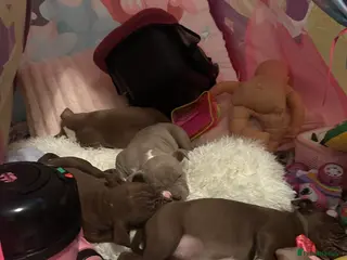 American Bully dogs American pocket bullys - Advert 18