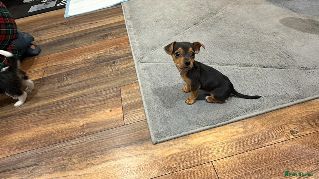 Chihuahua dogs for sale: Beautiful little Chihuahua Puppy 8 weeks old  in Shepperton - Advert 8