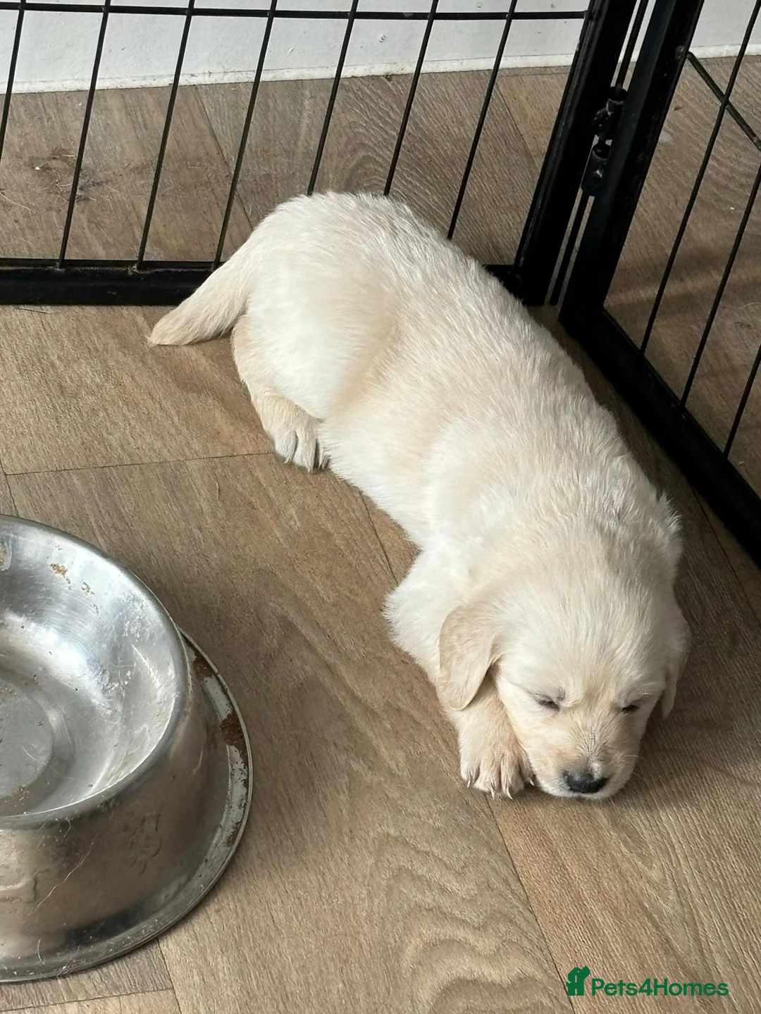 Golden Retriever dogs for sale: Amber is pregnant! - Advert 8