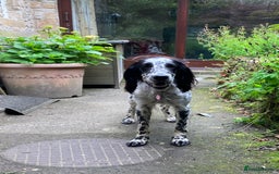 English Setter dogs for sale: 2yr. Pedigree working English setter sale/share - Image 19