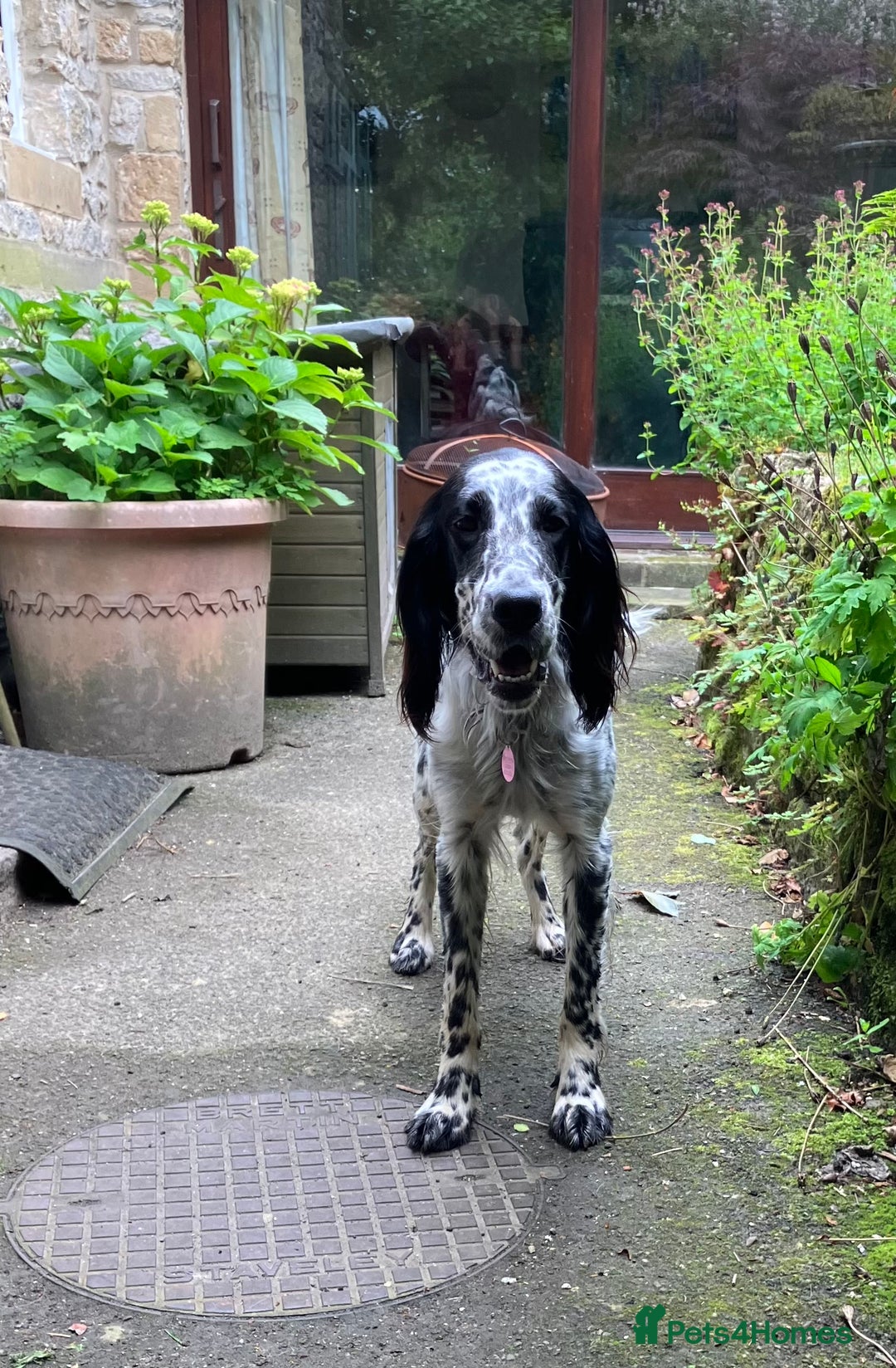 English Setter dogs for sale: 2yr. Pedigree working English setter sale/share - Image 19
