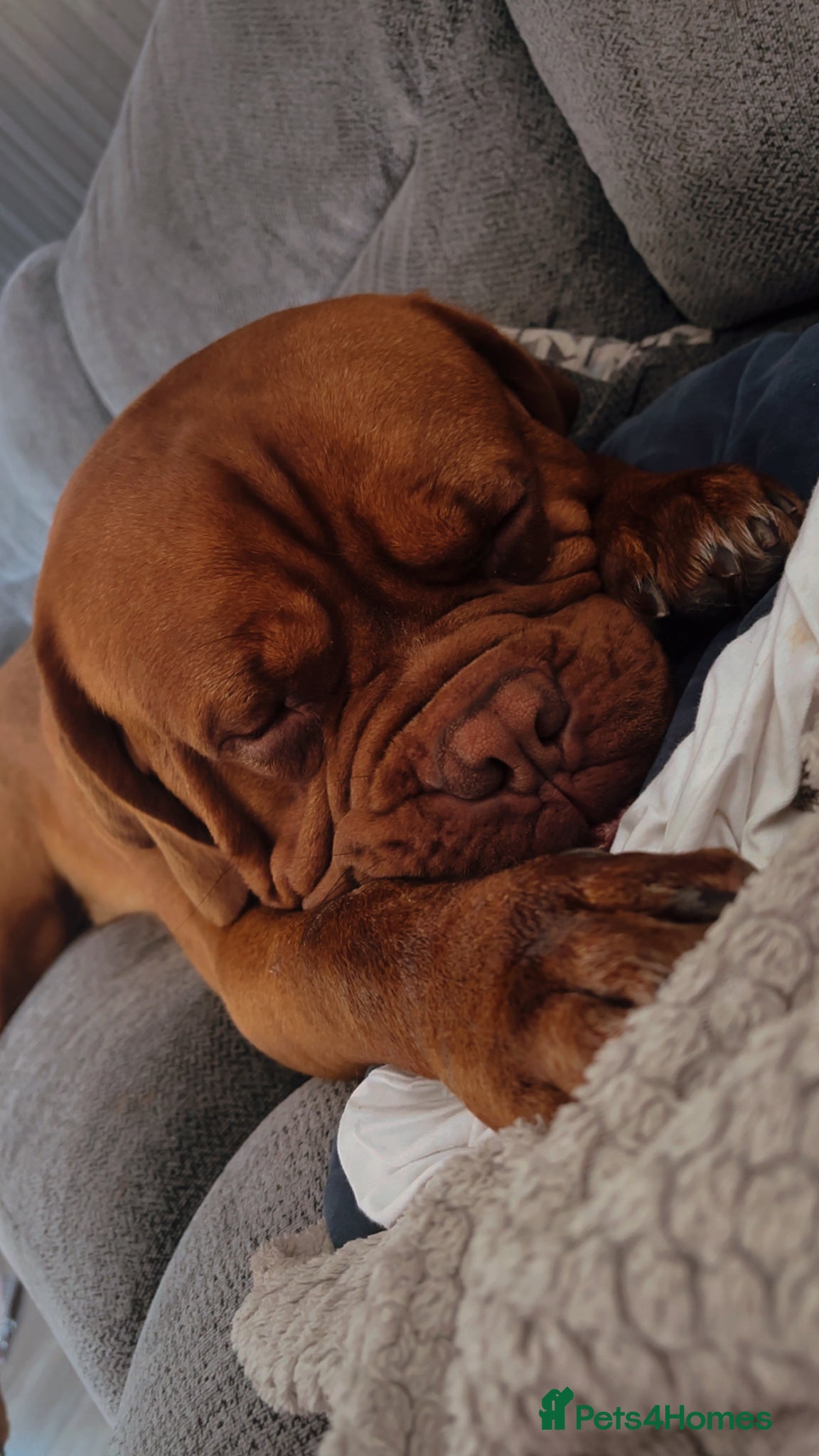 Dogue De Bordeaux dogs for sale: Beautiful big boy  - Advert 8