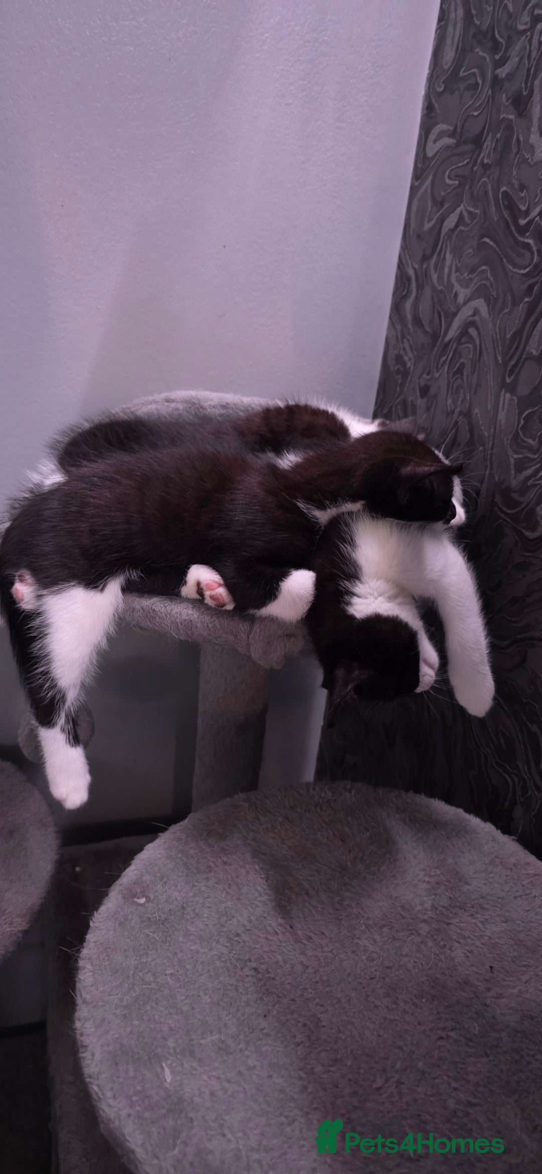 Domestic Shorthair cats for sale: 2 Beautiful Kittens - Uno & Bandana (8 Weeks  Old) - Image 11