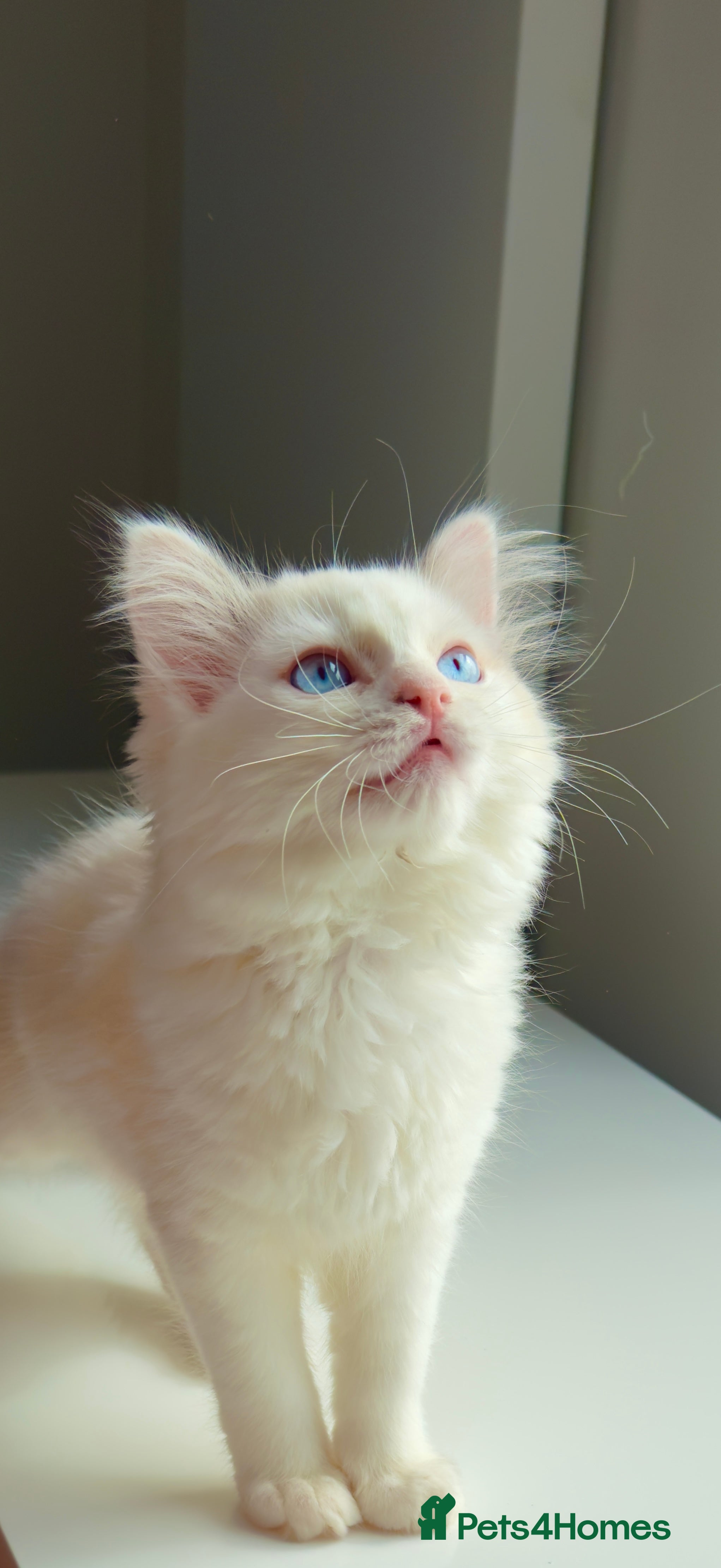 Ragdoll cats Pure blue eyes Ragdoll 🔥  - Advert 2