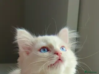 Ragdoll cats Pure blue eyes Ragdoll 🔥 - Advert 2