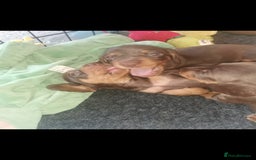 Miniature Dachshund dogs for sale: Stunning chocolate and tan miniature dachshund - Image 9