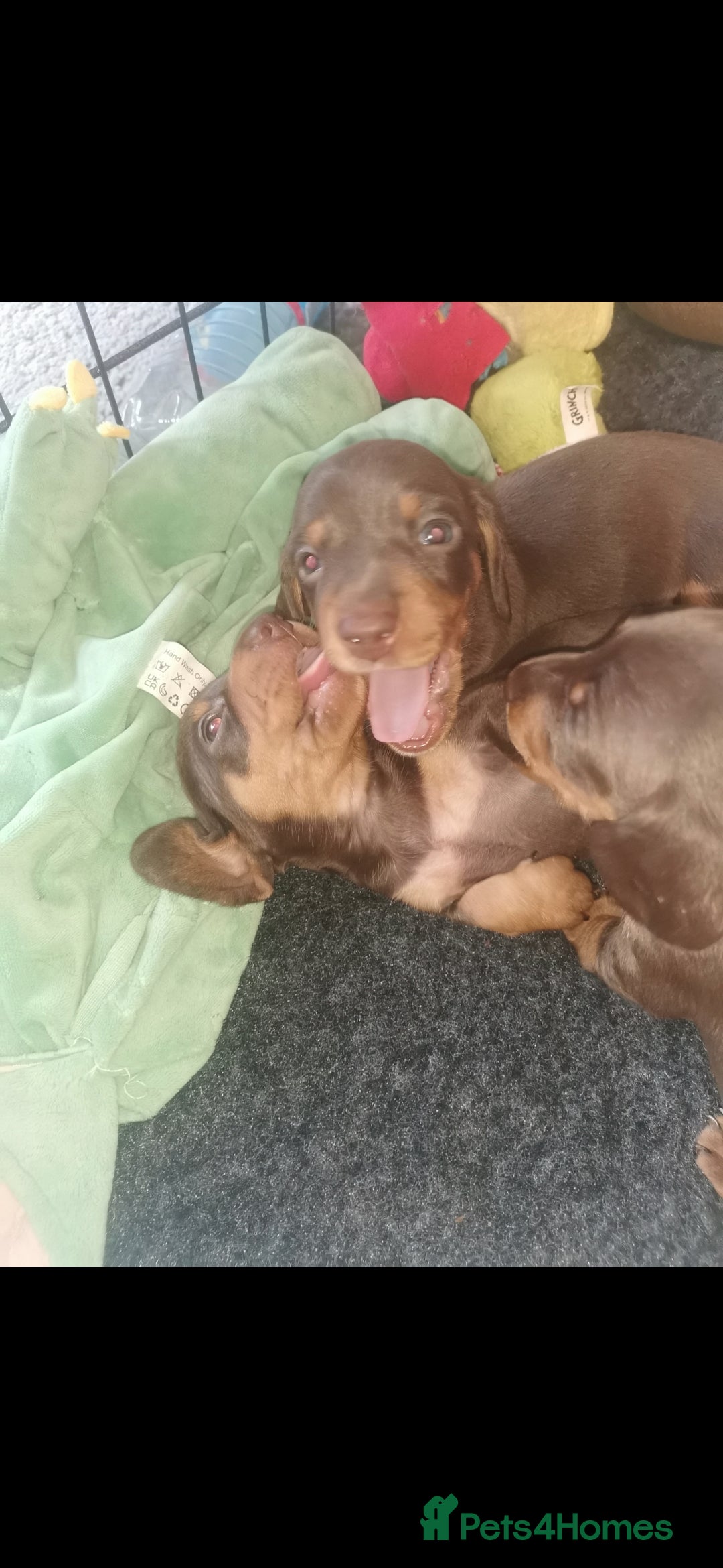 Miniature Dachshund dogs for sale: Stunning chocolate and tan miniature dachshund - Image 9