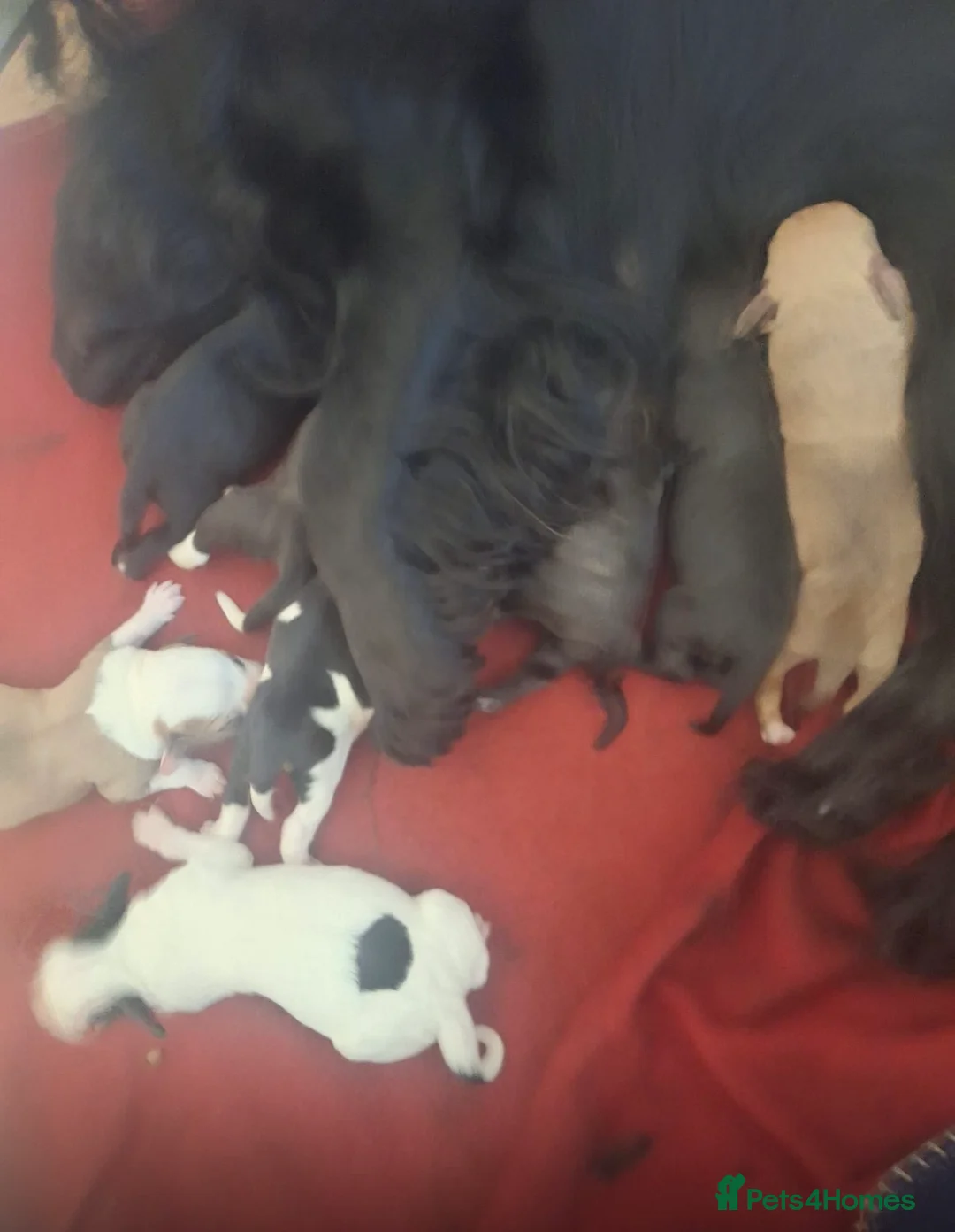 Mixed Breed dogs for sale: Spaniel x staffy puppies  - Advert 10