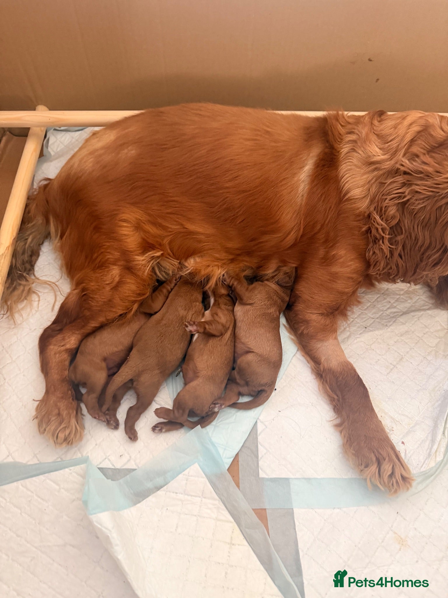 Cavalier King Charles Spaniel dogs Cavalier King Charles - Advert 2