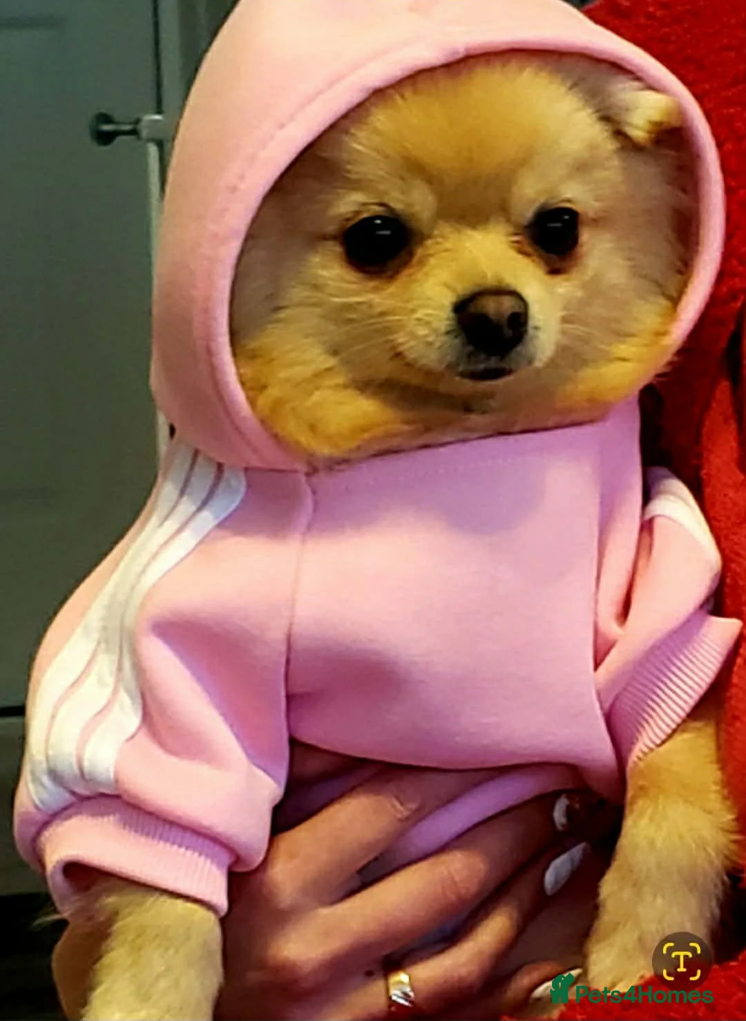 Pomeranian dogs for sale: Beautiful Pomeranian puppie male - Advert 10