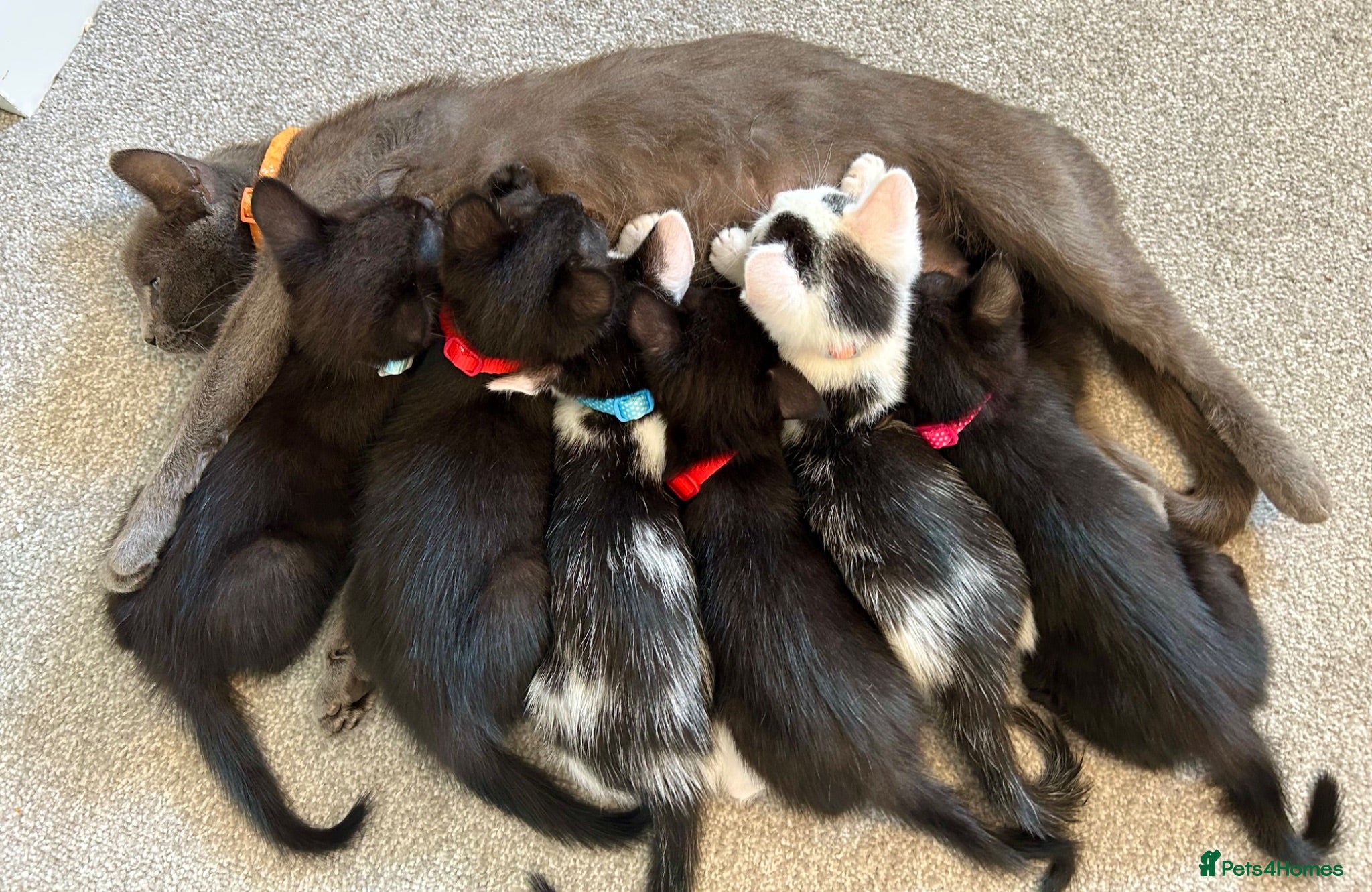 Mixed Breed cats Kittens for sale 4 males 2 females ready now  - Advert 4