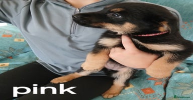 Mixed Breed dogs - Advert 14