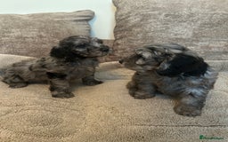 Cockapoo dogs for sale: BEAUTIFULL F1 COCKAPOOS - Image 3