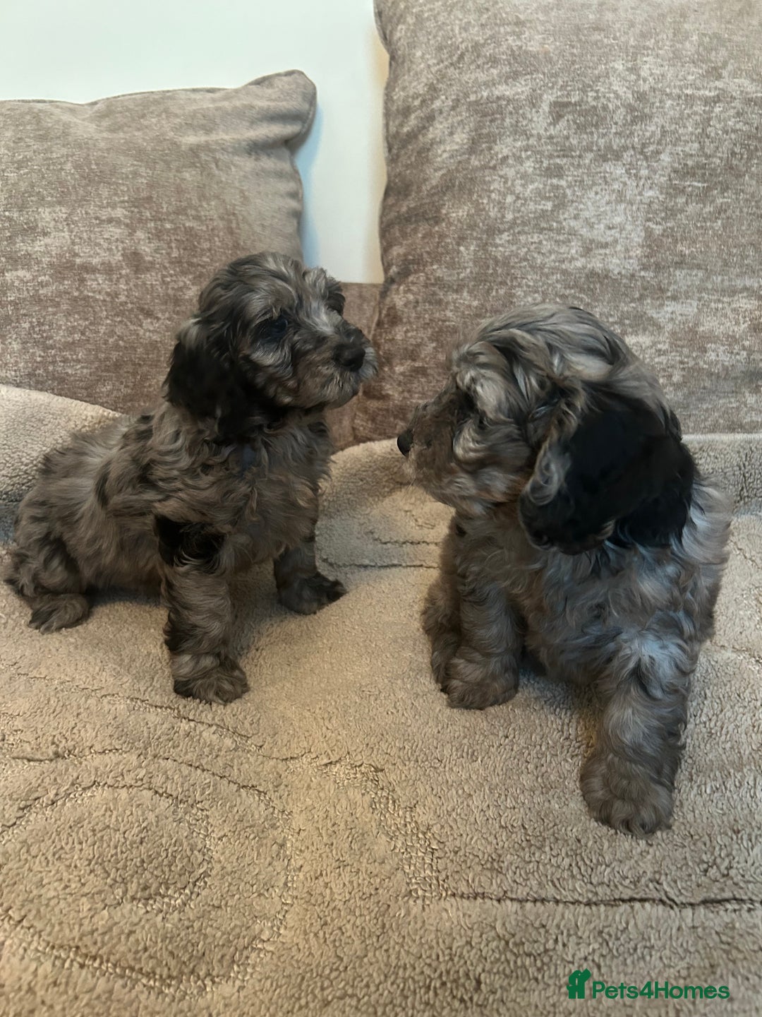 Cockapoo dogs for sale: BEAUTIFULL F1 COCKAPOOS - Image 3