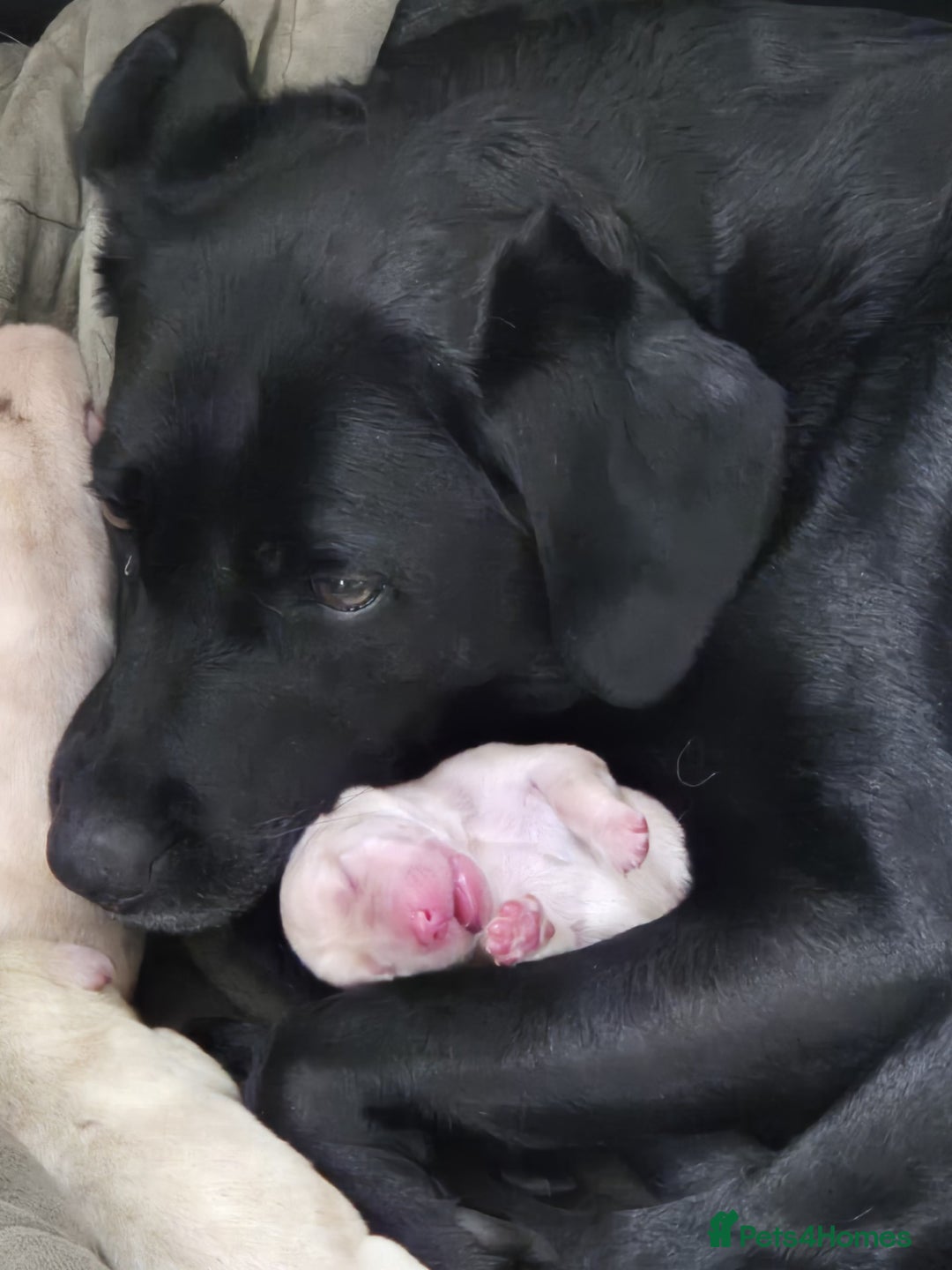 Labrador Retriever dogs for sale: 2 Beautiful KC Labrador girls - Image 4