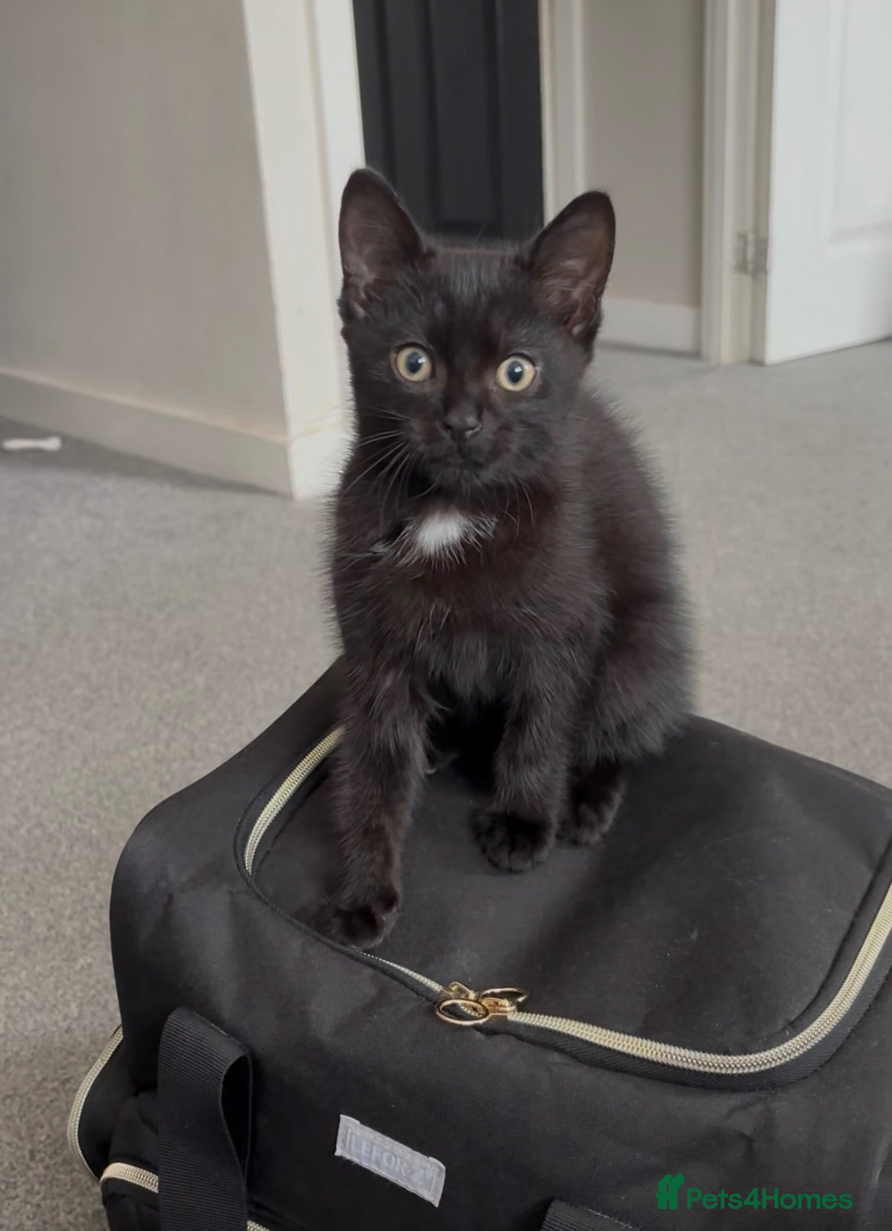 Domestic Shorthair cats Beautiful Male Kitten - Advert 8