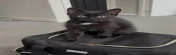 Domestic Shorthair cats for sale: Beautiful Male Kitten - Advert 1