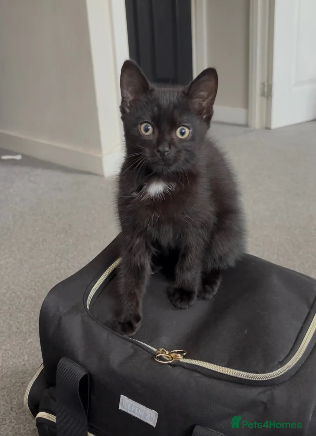 Domestic Shorthair cats for sale: Beautiful Male Kitten - Advert 1