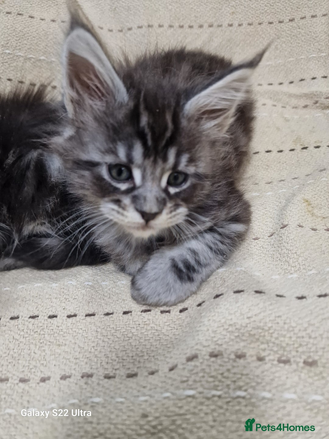 Maine Coon cats for sale: Pure Makne coon - Advert 21
