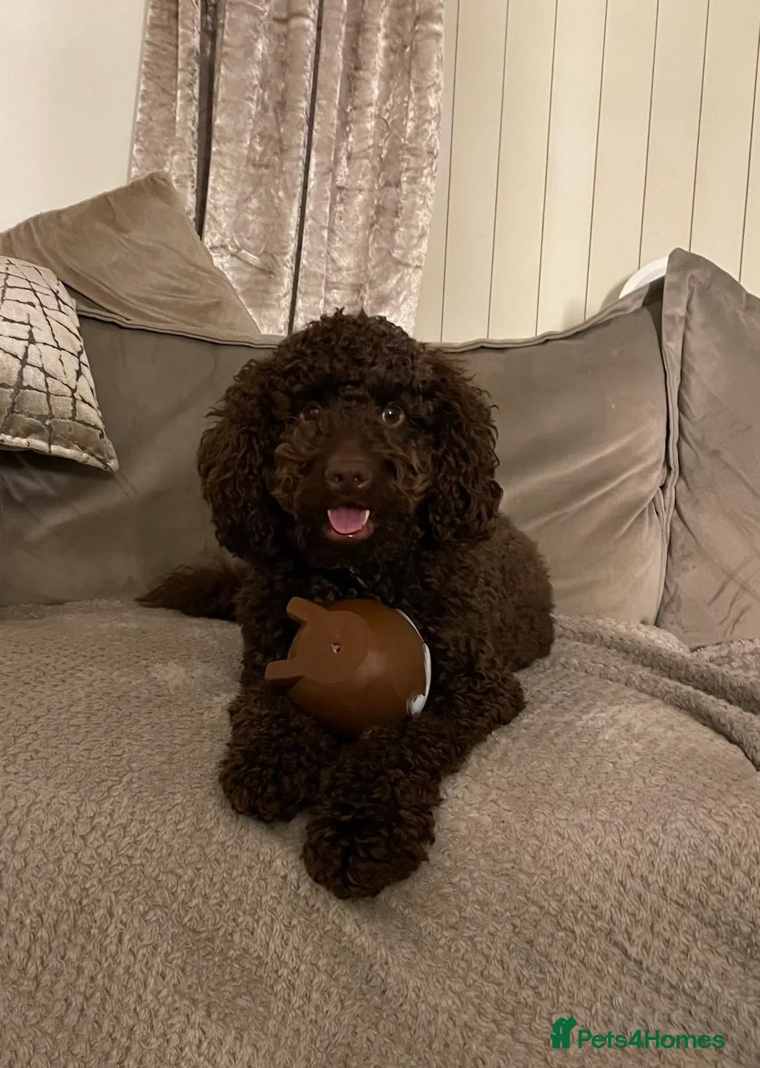 Cockapoo dogs for sale: 4 year old male cockapoo - Advert 3