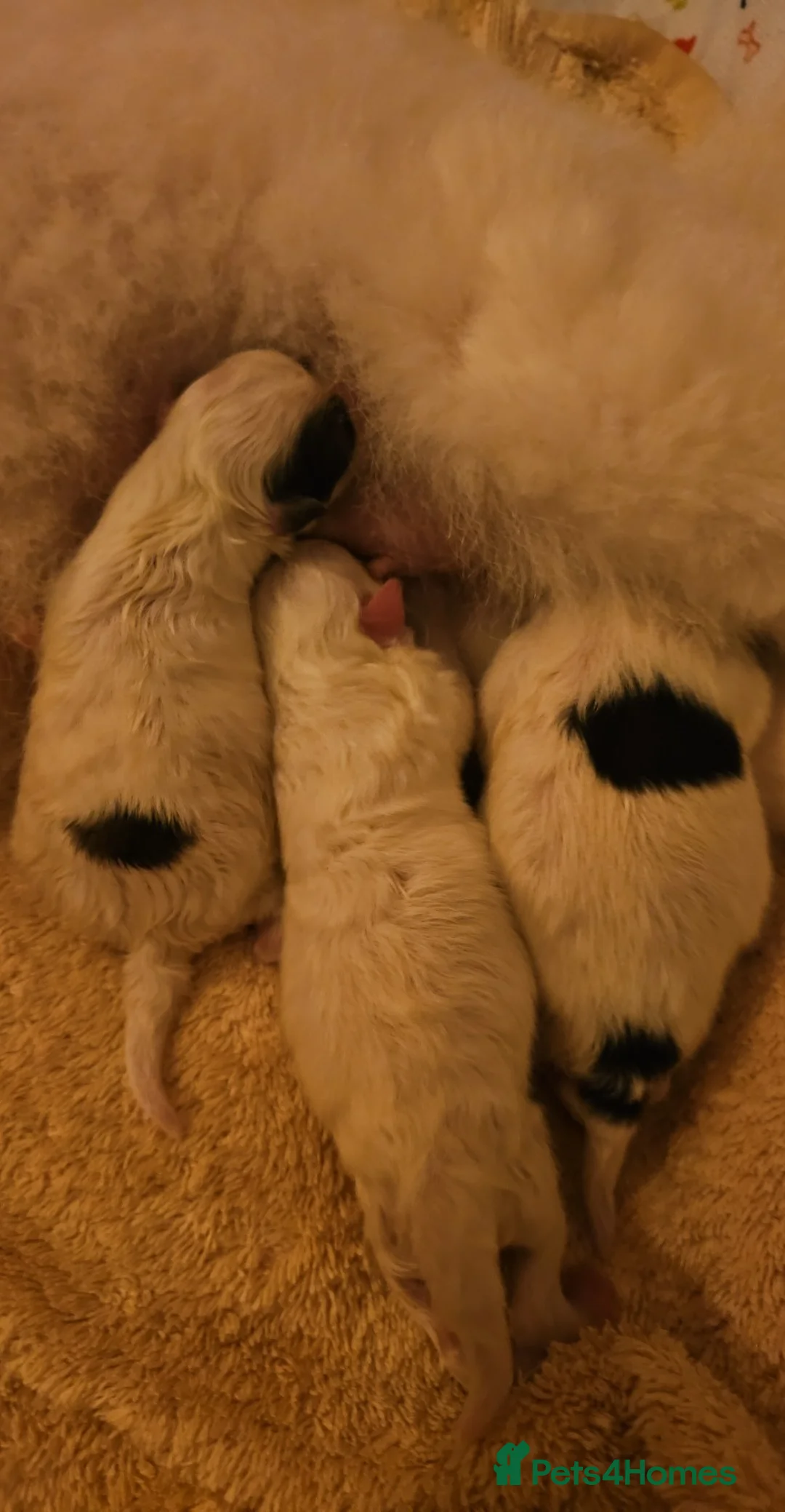 Pomeranian dogs for sale: Ready now stunning  pomeranians  - Advert 1