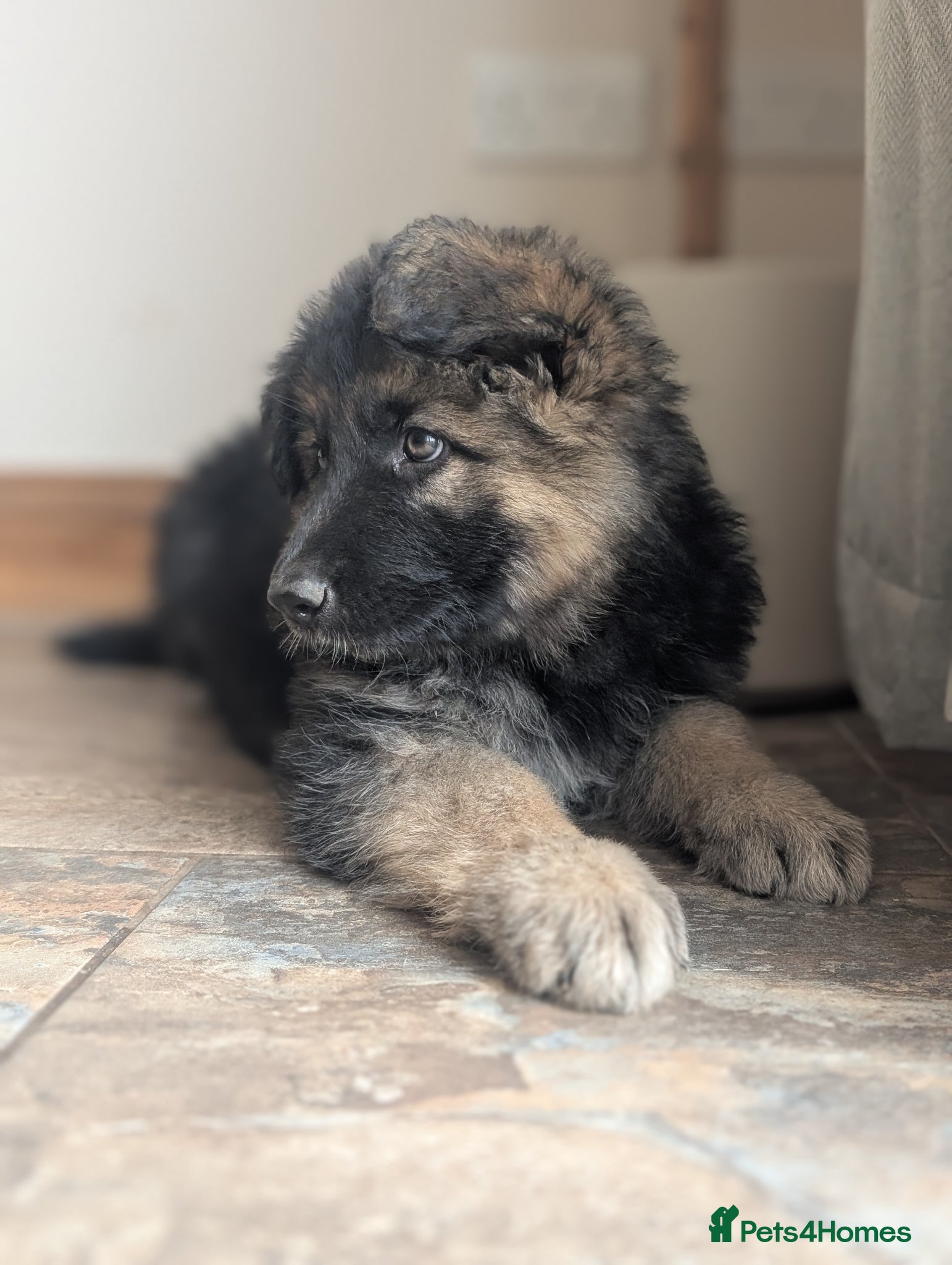 German Shepherd dogs KC Registered German Shepherd Puppies 🐾  - Advert 5