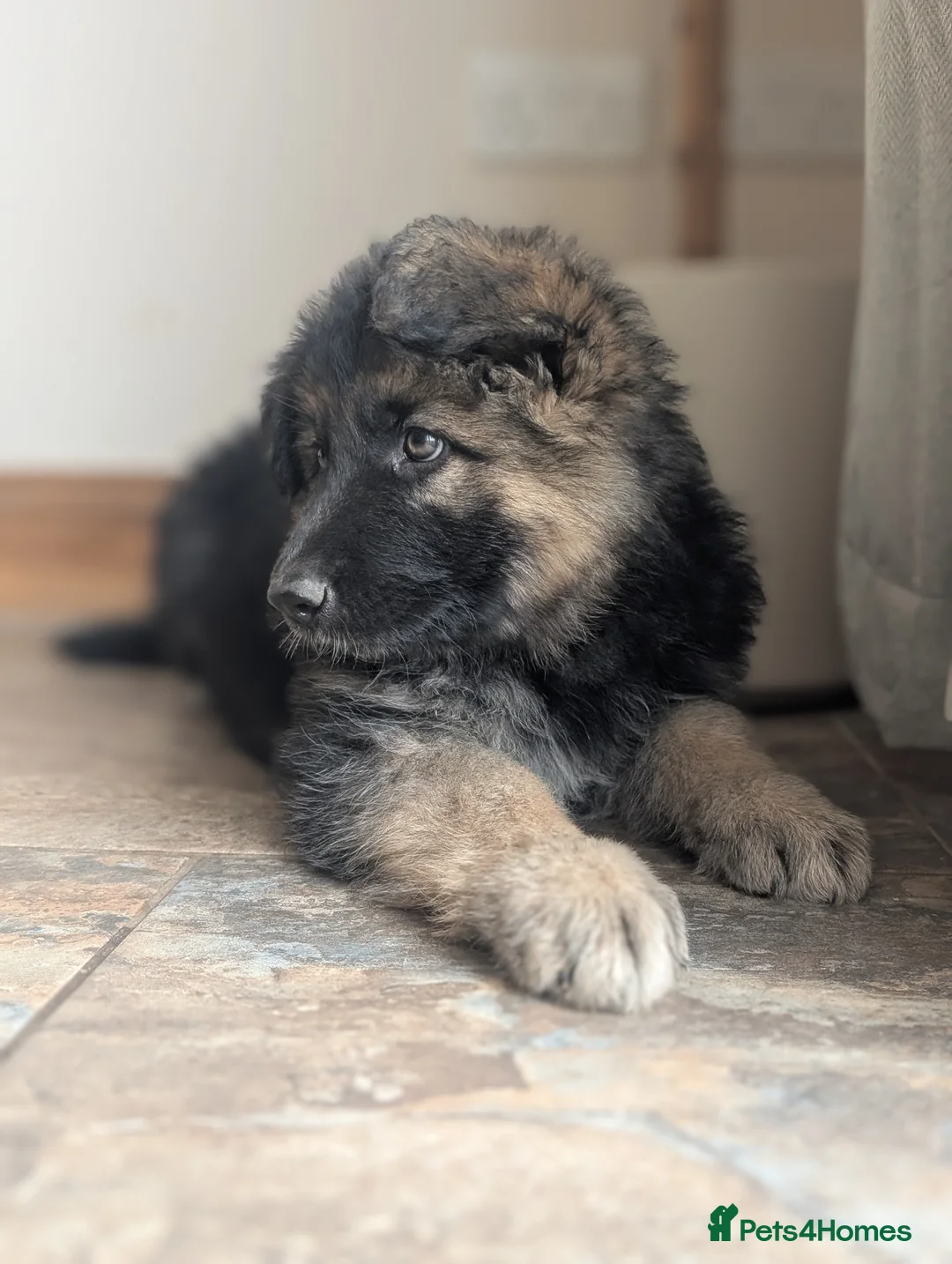 German Shepherd dogs for sale: KC Registered German Shepherd Puppies 🐾  - Advert 1