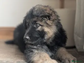 German Shepherd dogs KC Registered German Shepherd Puppies 🐾 - Advert 5