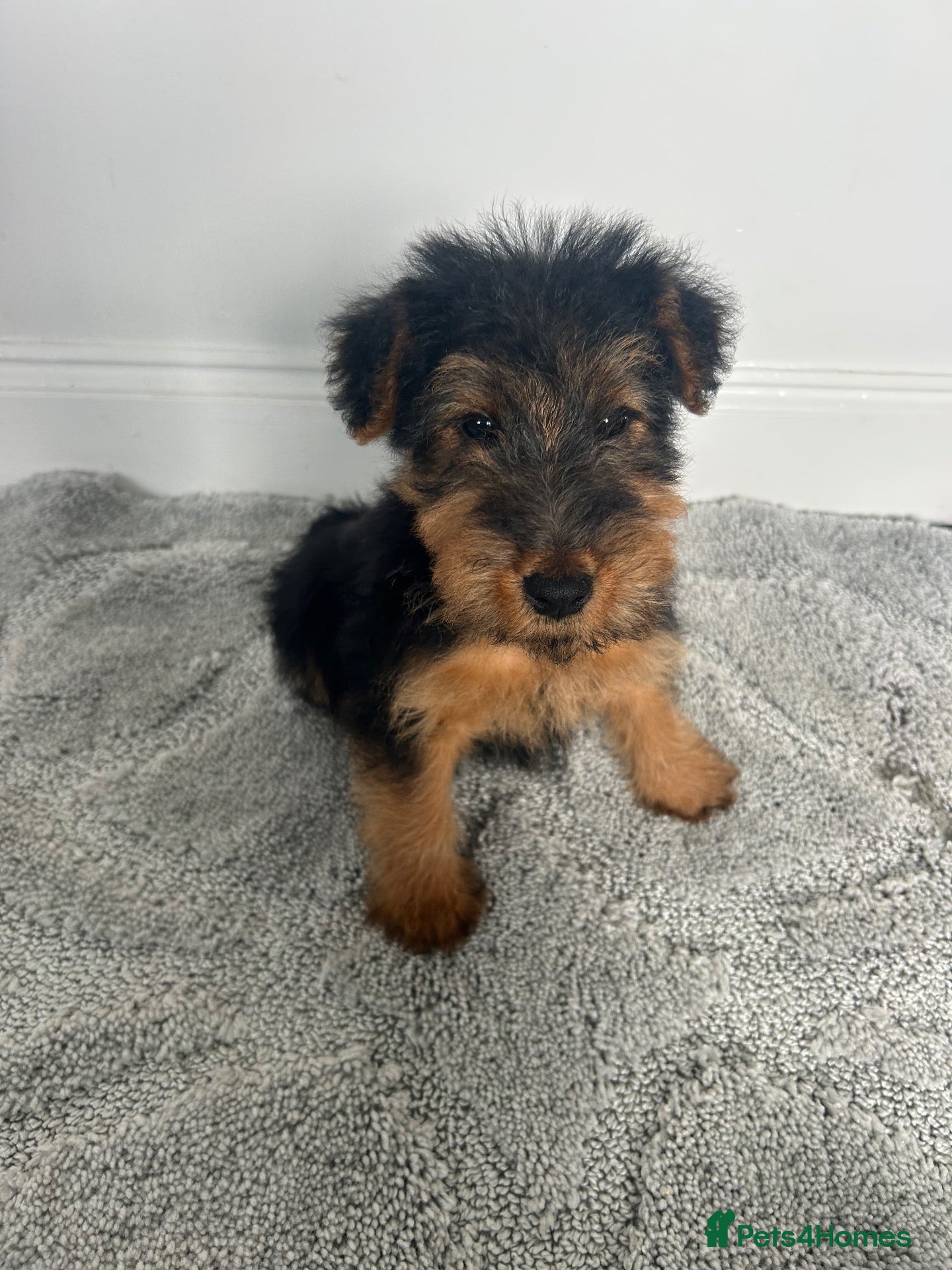 Welsh Terrier dogs Gorgeous Welsh Terrier Puppies - Advert 5