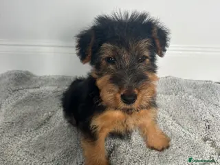 Welsh Terrier dogs Gorgeous Welsh Terrier Puppies - Advert 5