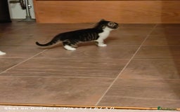 Turkish Angora cats for sale: REDUCED!!! Turkish Angora kittens for sale - Image 14