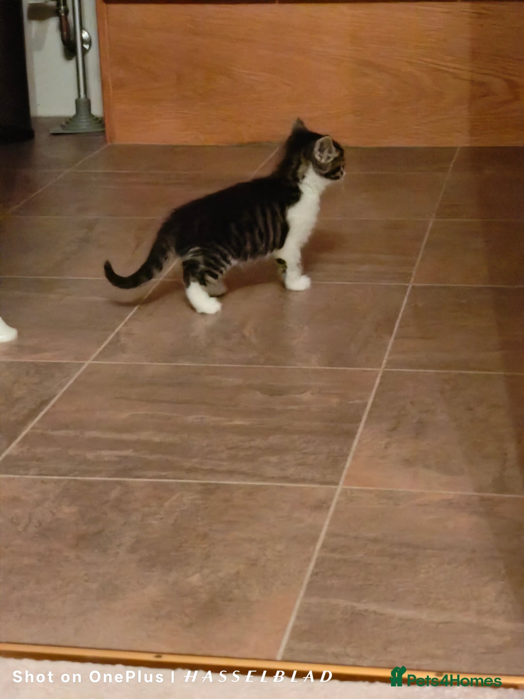 Turkish Angora cats for sale: REDUCED!!! Turkish Angora kittens for sale - Image 14
