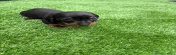 Miniature Dachshund dogs for sale: Dachshund  - Advert 8