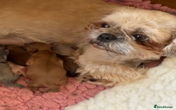 Shih Tzu dogs for sale: Shih Tzu Coloured Pups Standard x Imperial  - Image 2