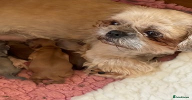 Shih Tzu dogs - Advert 1